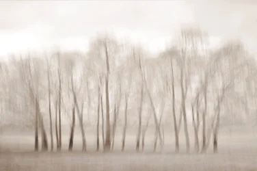 Bare Trees Softly Blurred