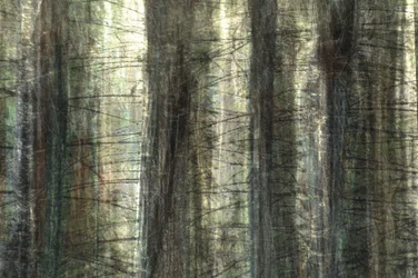 Blurred Forest Light