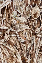 Crisp Frosted Leaves