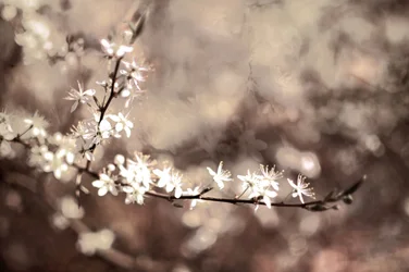 Delicate Branch Blooms