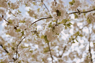 Delicate Spring Blossoms