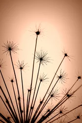 Delicate Warm Silhouettes