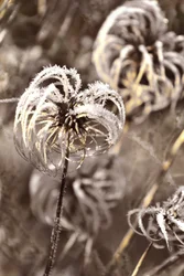 Delicate Winter Frost