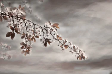 Dreamy Blossom Branch