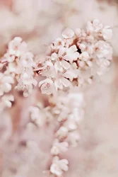 Dreamy Cherry Blossoms