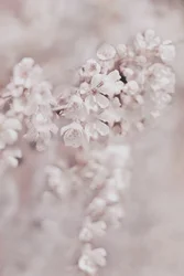 Dreamy Pink Blossoms