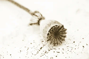 Dried Poppy Pod