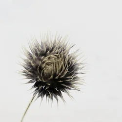 Elegant Dried Thistle