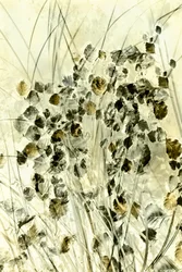 Ethereal Botanical Forms
