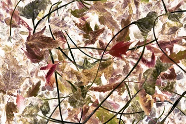 Ethereal Fall Foliage