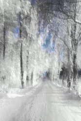 Ethereal Snowy Path