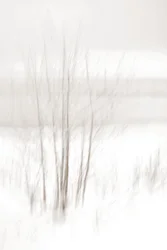 Ethereal Winter Woods