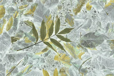 Faded Autumn Leaves