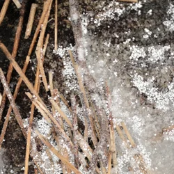Frosted Pine Needles