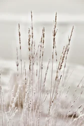 Frosted Winter Grass