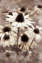 Gentle Sepia Coneflowers