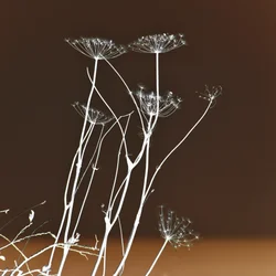 Glowing Botanical Forms