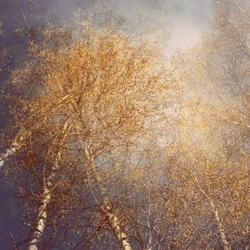 Golden Autumn Birches