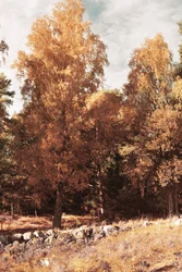 Golden Autumn Forest