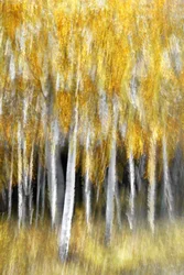 Golden Autumn Forest