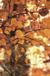 Golden Autumn Leaves