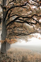 Golden Autumn Mist