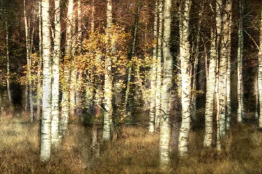 Golden Birch Grove