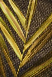 Golden Green Fronds