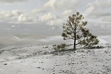 Lone Winter Tree Landscape