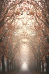 Misty Autumn Avenue