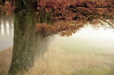 Misty Autumn Trees