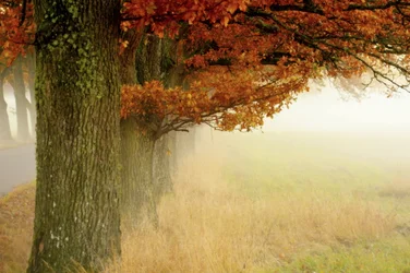 Misty Autumn Trees