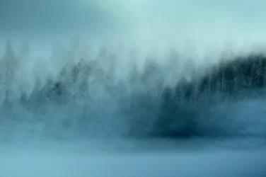 Misty Blue Forest