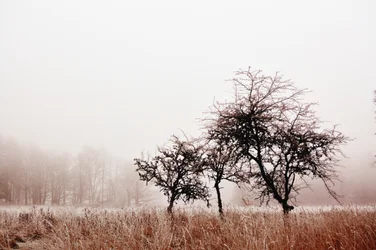 Misty Winter Trees