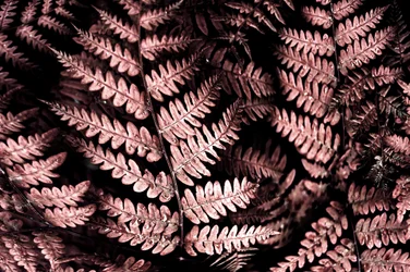 Moody Pink Ferns