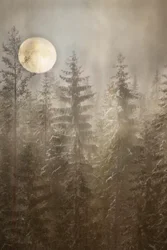 Moonlit Winter Forest