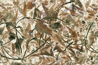 Muted Forest Foliage
