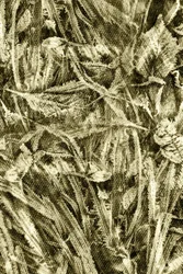 Rustic Leaf Texture