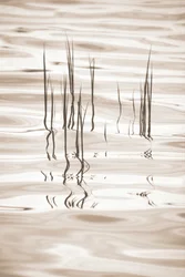 Serene Grass Reflections