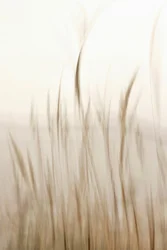 Soft Flowing Grass