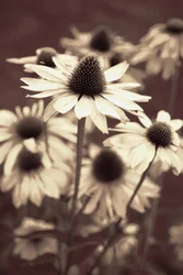 Soft Sepia Coneflowers