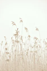 Soft Swaying Reeds