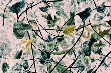 Stylized Autumn Leaves