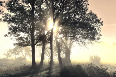 Sunlit Misty Trees