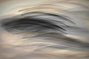 The Languages of Lines