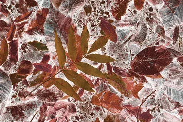 Vibrant Autumn Foliage