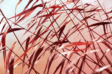 Warm Autumn Reeds
