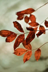 Warm Fall Leaves