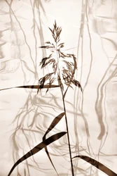 Whispering Reed Shadows