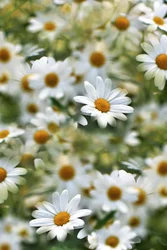 White Daisy Field